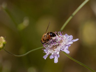 bahar üzerinde bir çiçek pollinating hata