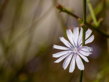 Bahar gündüz, kır çiçeği yakın çekim 