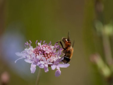 bahar üzerinde bir çiçek pollinating hata
