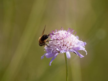 bahar üzerinde bir çiçek pollinating hata