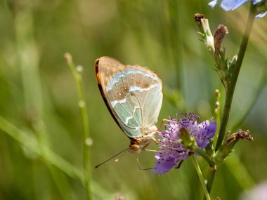 bahar üzerinde bir çiçek pollinating kelebek