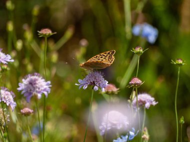 bahar üzerinde bir çiçek pollinating kelebek