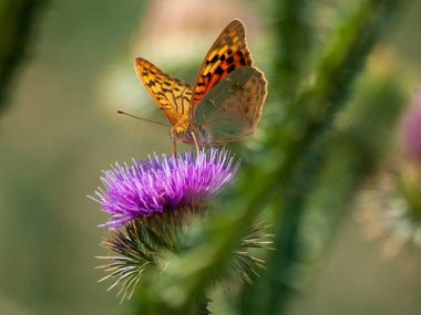 bahar üzerinde bir çiçek pollinating kelebek