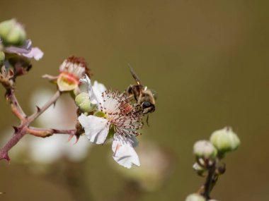 bahar üzerinde bir çiçek pollinating hata