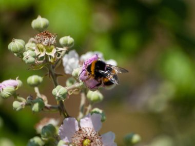 bahar üzerinde bir çiçek pollinating hata