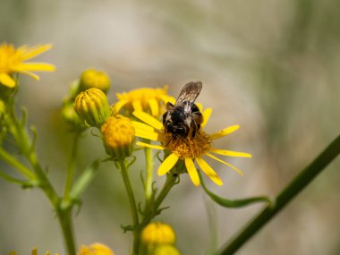bahar üzerinde bir çiçek pollinating hata