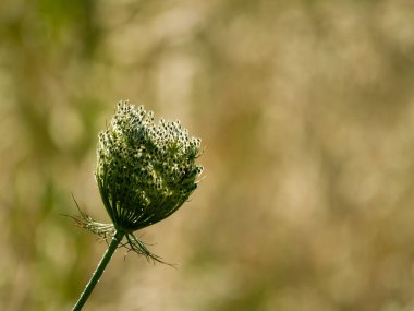 Bahar gündüz, kır çiçeği yakın çekim 