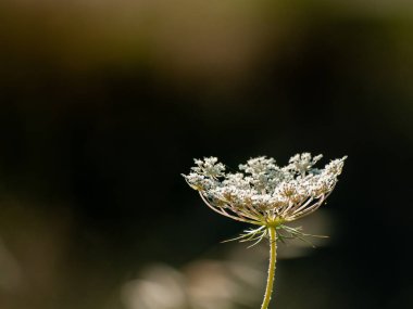 Bahar gündüz, kır çiçeği yakın çekim 