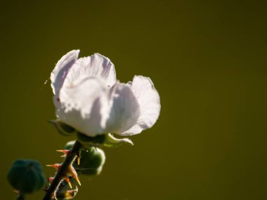 Bahar gündüz, kır çiçeği yakın çekim 
