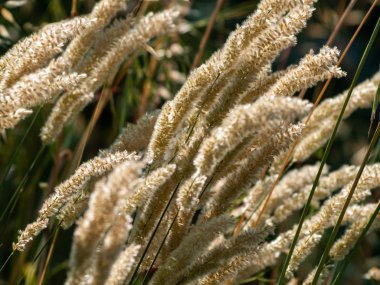 Sivri yulaf sapları, yakın çekim
