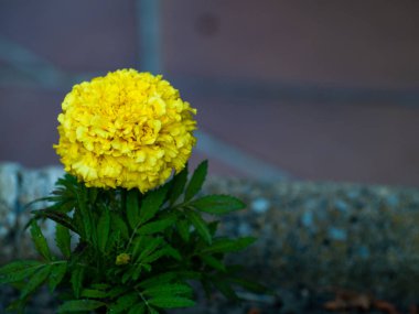 güzel parlak yaz çiçek yakın