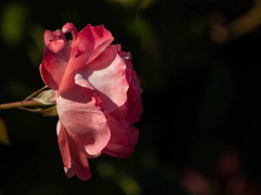 çiçek gül bahçesinde bahar çiçeklenme yakın çekim