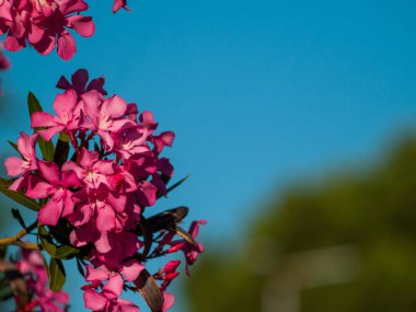 Bahçede açan çiçekler 