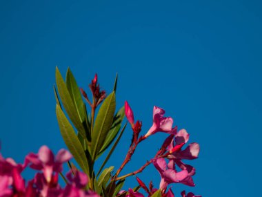 Bahçede açan çiçekler 