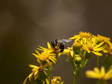 bahar üzerinde bir çiçek pollinating hata