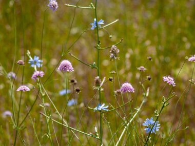 Bahar gündüz, kır çiçeği alan yakın çekim 