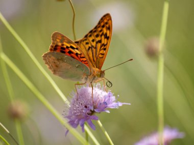 bahar üzerinde bir çiçek pollinating kelebek