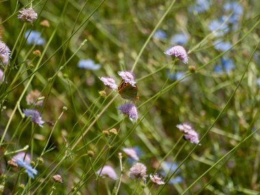 Bahar gündüz, kır çiçeği alan yakın çekim 