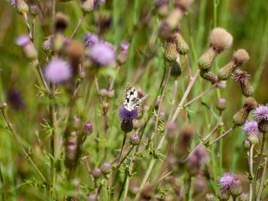 Bahar gündüz, kır çiçeği alan yakın çekim 