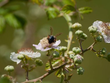 bahar üzerinde bir çiçek pollinating hata