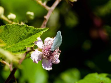bahar üzerinde bir çiçek pollinating kelebek