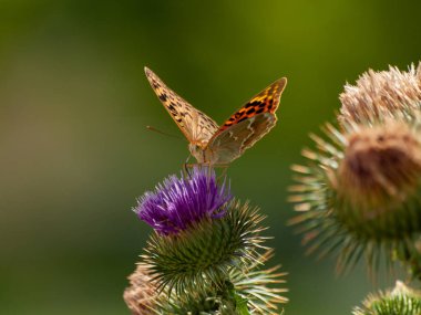 bahar üzerinde bir çiçek pollinating kelebek