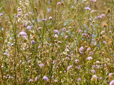 bahar farklı çim İspanya