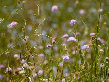 bahar farklı çim İspanya