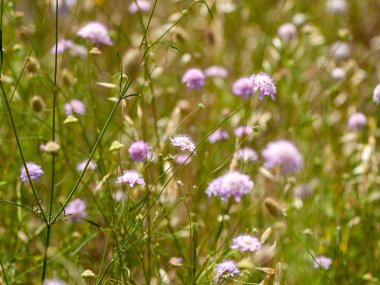 bahar farklı çim İspanya