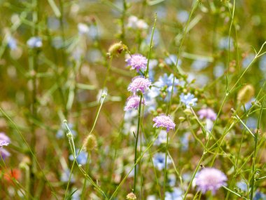 bahar farklı çim İspanya