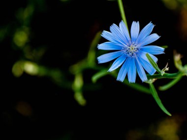 Bahar gündüz, kır çiçeği yakın çekim 