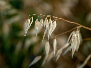 bahar farklı çim İspanya