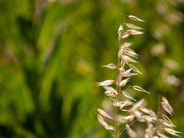 bahar farklı çim İspanya