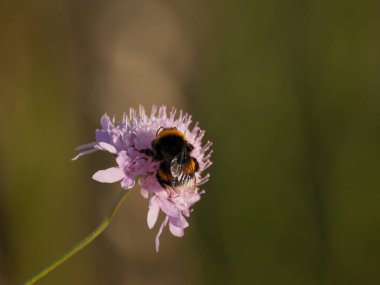 bahar üzerinde bir çiçek pollinating hata