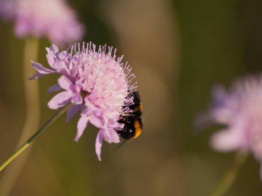 bahar üzerinde bir çiçek pollinating hata