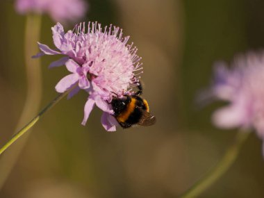 bahar üzerinde bir çiçek pollinating hata
