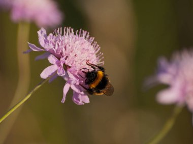 bahar üzerinde bir çiçek pollinating hata