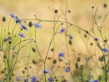 Bahar gündüz, kır çiçeği alan yakın çekim 
