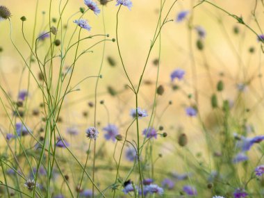 Bahar gündüz, kır çiçeği alan yakın çekim 