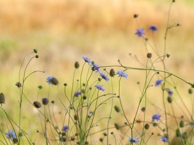 Bahar gündüz, kır çiçeği alan yakın çekim 