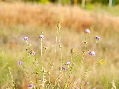 Bahar gündüz, kır çiçeği alan yakın çekim 