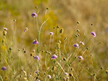 Bahar gündüz, kır çiçeği alan yakın çekim 