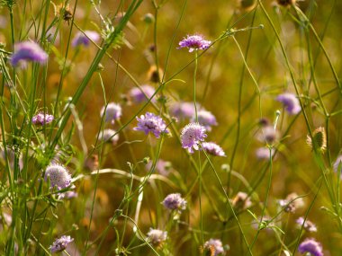 Bahar gündüz, kır çiçeği alan yakın çekim 