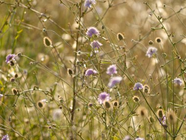 Bahar gündüz, kır çiçeği alan yakın çekim 