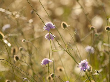 Bahar gündüz, kır çiçeği alan yakın çekim 