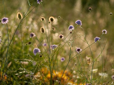 Bahar gündüz, kır çiçeği alan yakın çekim 