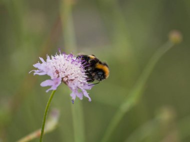bahar üzerinde bir çiçek pollinating hata