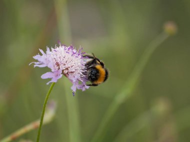 bahar üzerinde bir çiçek pollinating hata