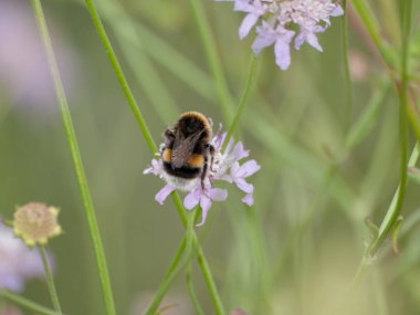 bahar üzerinde bir çiçek pollinating hata