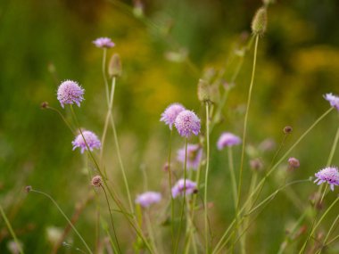 Bahar gündüz, kır çiçeği alan yakın çekim 